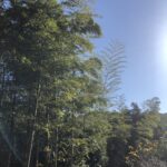 都会の喧騒を離れた別邸
