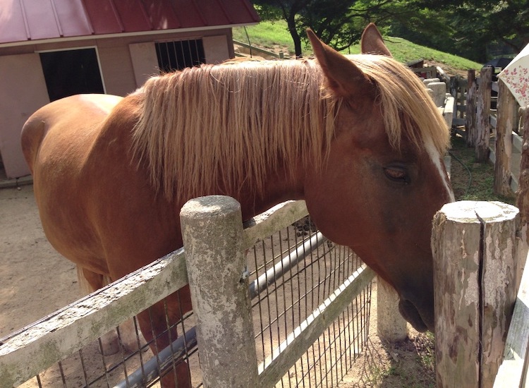 神戸の六甲山牧場へ行き沢山の動物たちと命の尊さを学びました