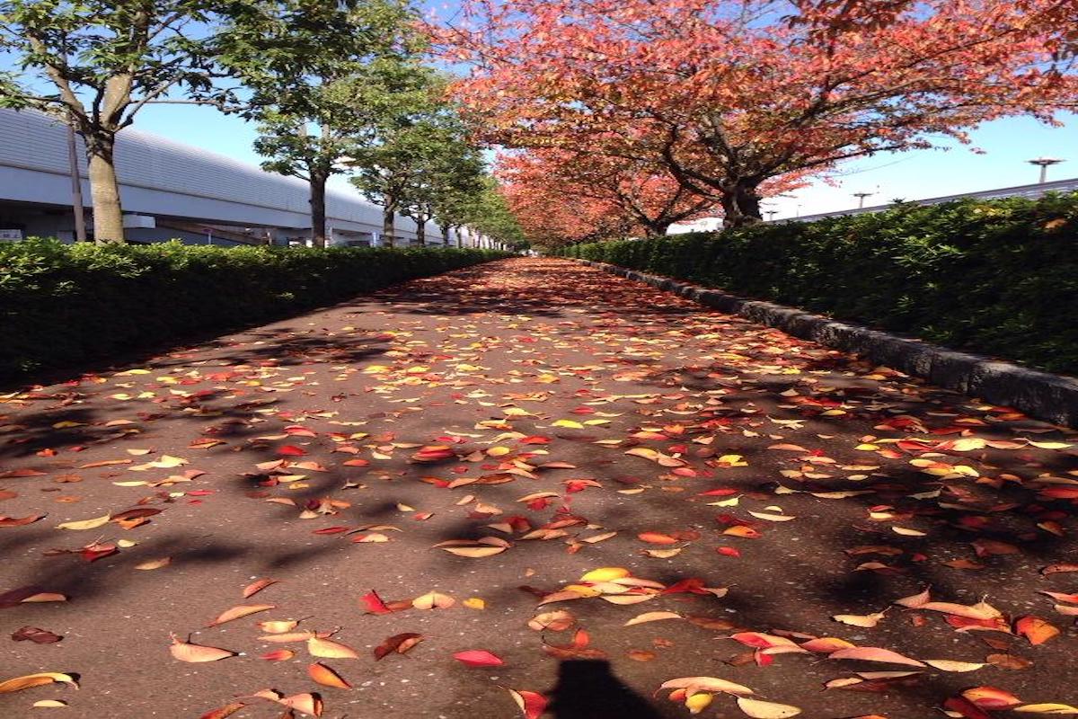 散っていく紅葉の並木道 ビジョンは色濃く描き達成する為にある